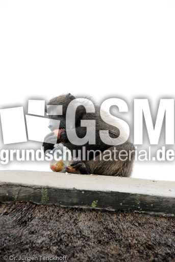 Tschakma Pavian (32 von 48).jpg